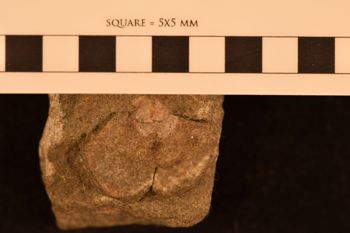 Media type: image; Invertebrate Paleontology 108504